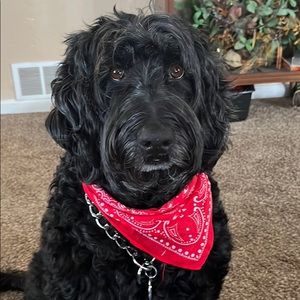 Meet your Posher, Tyler